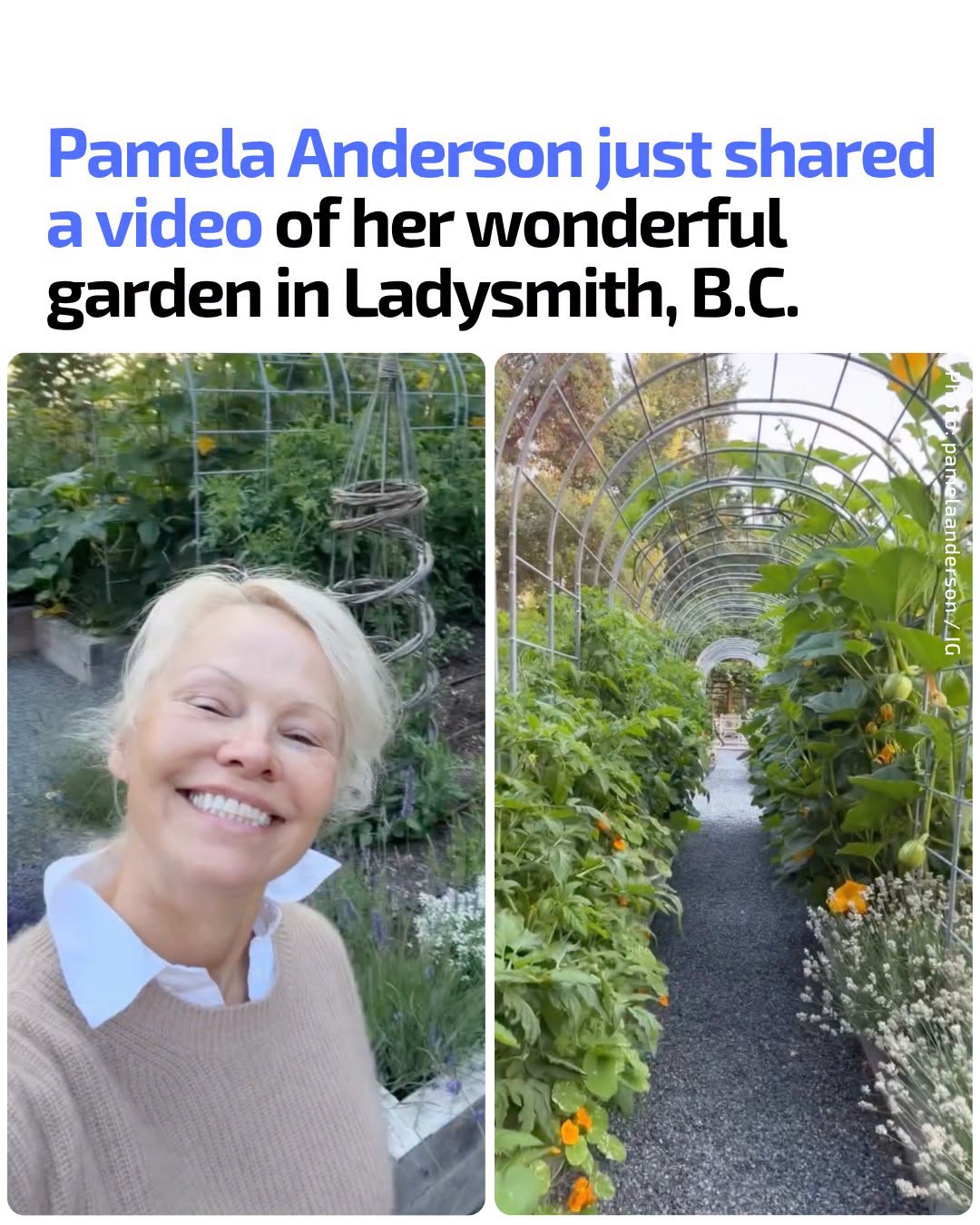 Victoria Hype post showing Pamela Anderson and her Ladysmith garden
