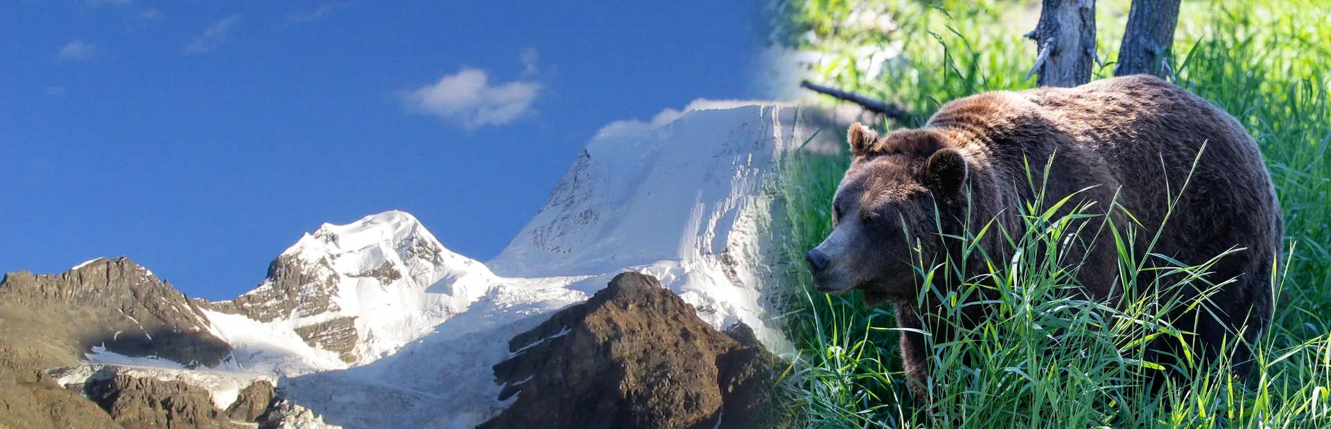 Mount Robson, BC, beside a grizzly bear (composite photo)
